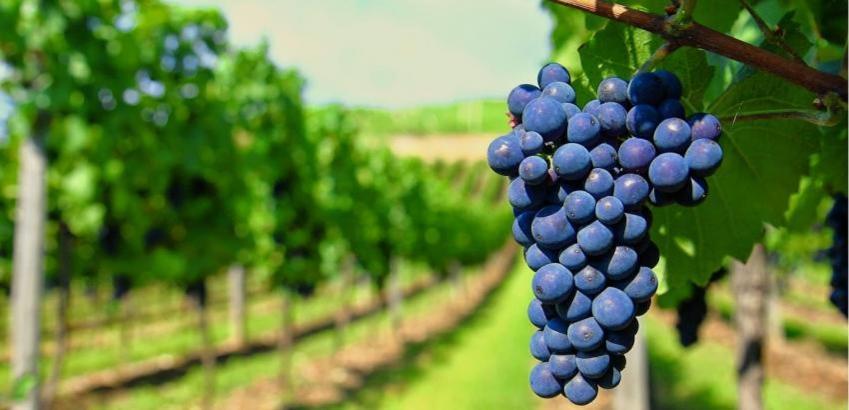Casa Rural Ardetxal A 16Km De Logrono Y Laguardia Vinaspre المظهر الخارجي الصورة