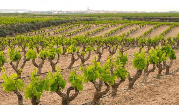 Casa Rural Ardetxal A 16Km De Logrono Y Laguardia Vinaspre المظهر الخارجي الصورة